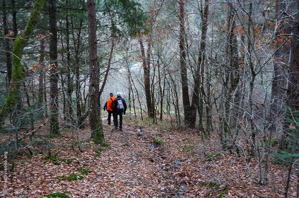 Groupe marchant dans la forêt