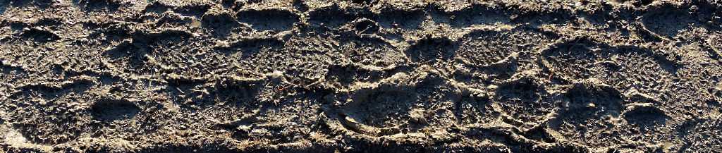 Empreintes de pas dans la boue