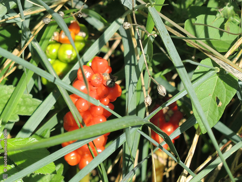 Arum tacheté