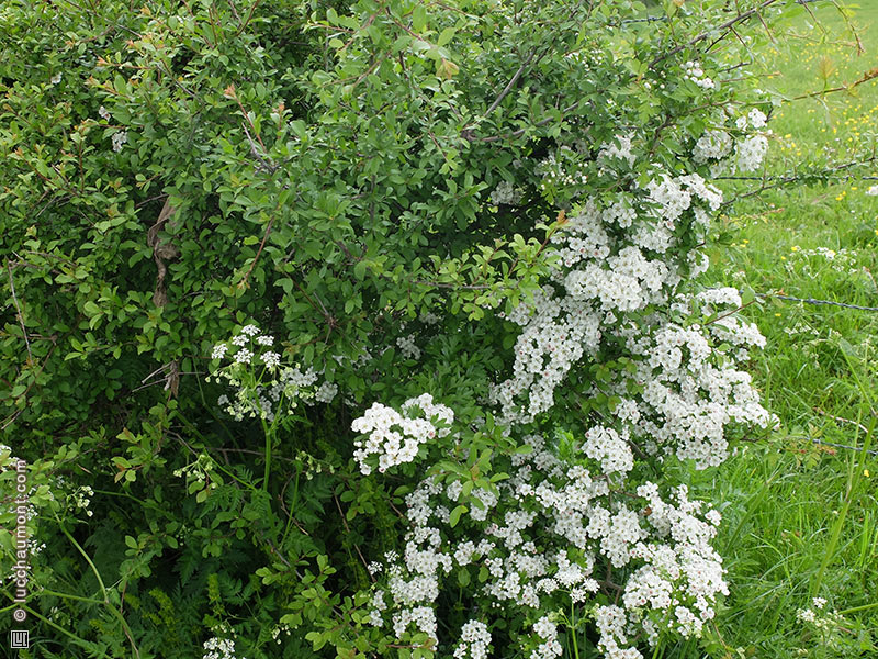 Aubépine