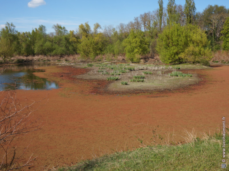 Azolla filiculoides