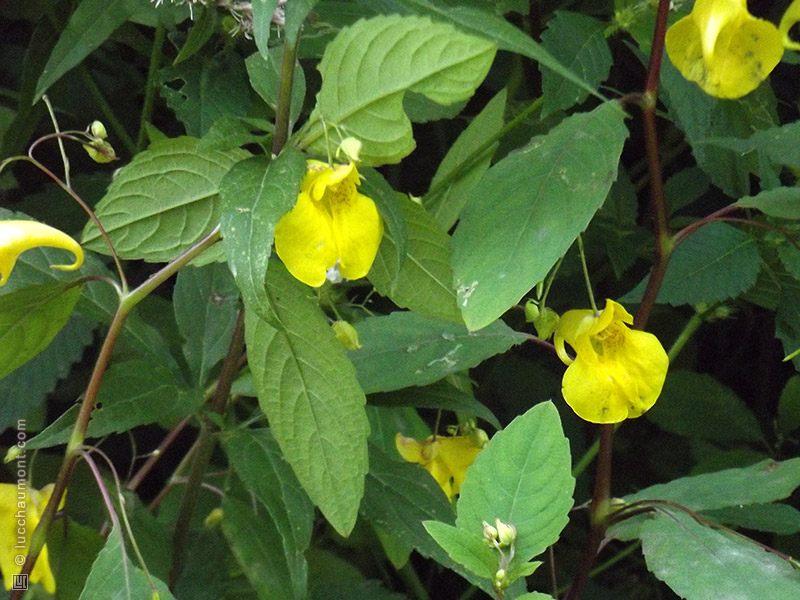 Balsamine des bois