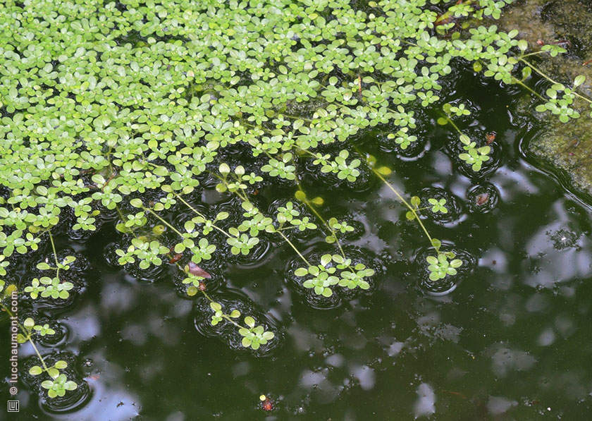 Callitriche des eaux stagnantes