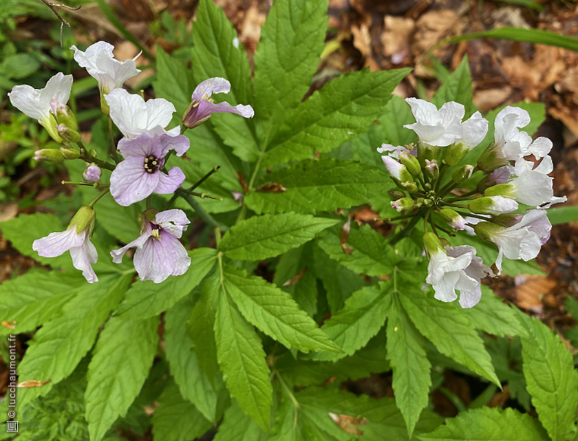 Cardamine  sept folioles