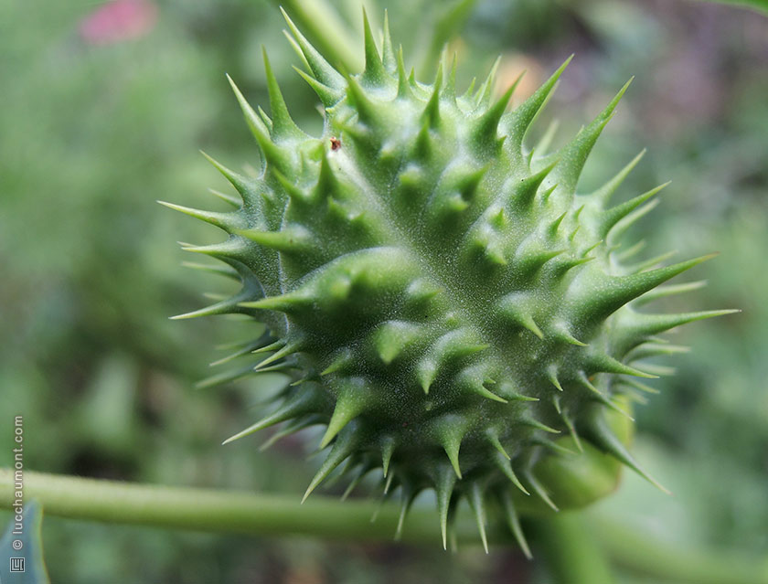 Datura stramoine