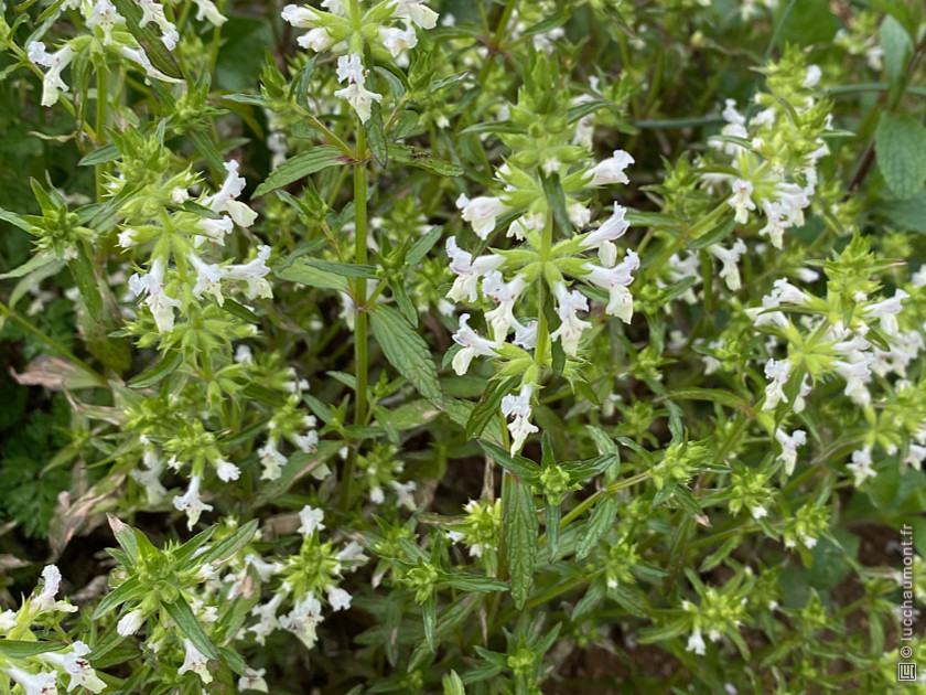 Épiaire annuelle