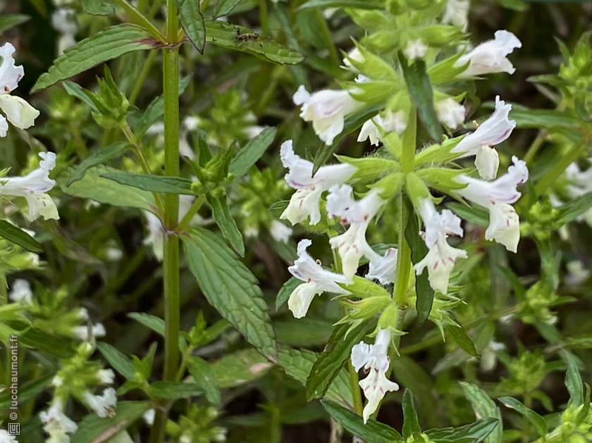 Épiaire annuelle