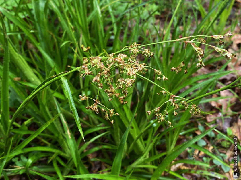 Luzule des bois