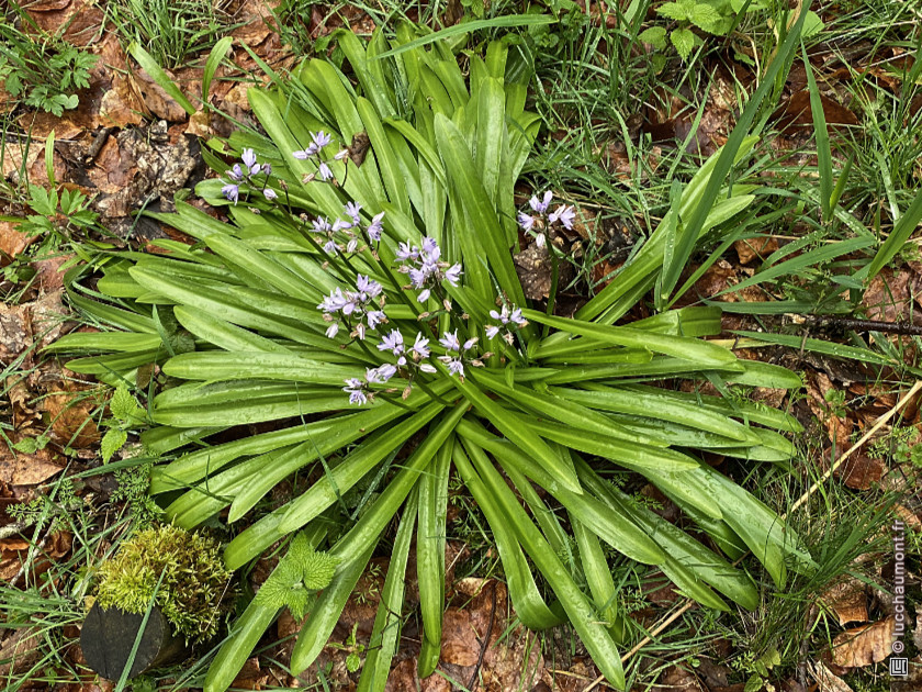 Jacinthe des Pyrénées