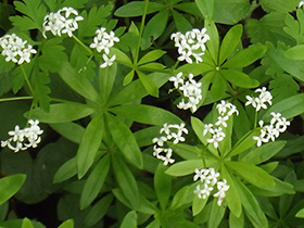 Aspérule odorante