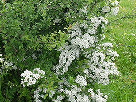 Aubépine