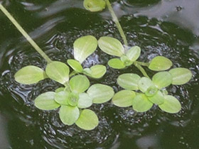 Callitriche des eaux stagnantes