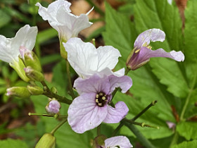 Cardamine  sept folioles