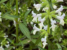 Épiaire annuelle