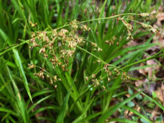 Luzule des bois