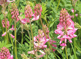 Sainfoin