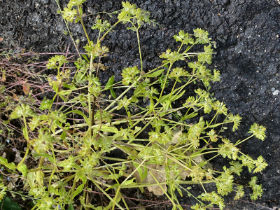 Valerianella costata