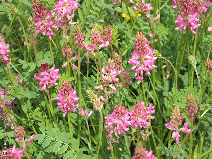 Sainfoin