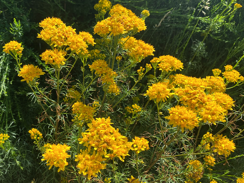 Sneçon  feuilles d'Adonis