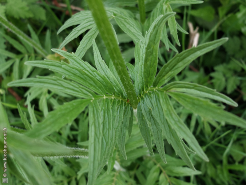 Valériane officinale