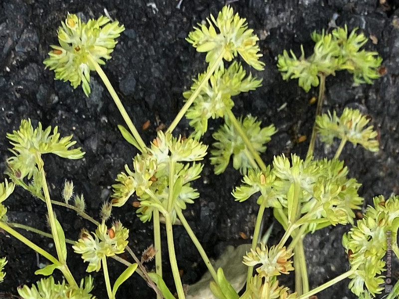 Valerianella costata